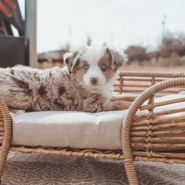Miniature Australian Shepherd and Toy Australian Shepherd Puppies from Mesquite Tree Aussies