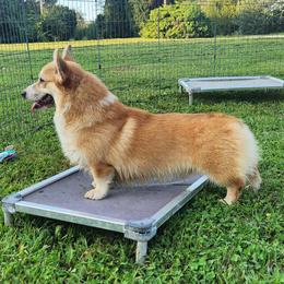 Atticus - Red male Pembroke Welsh Corgi puppy in Dunbar, Nebraska from Vintage Corgis