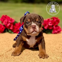 Chocolate Tri Boy - Chocolate tri-color male Bulldog puppy in Hartshorne, Oklahoma from Jena Edmond