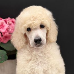Girl 1 - Cream female Poodle puppy in Clark County, Nevada from My Pride Poodles & Japanese Chins