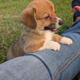 Miami - Sable female Pembroke Welsh Corgi puppy in Bridge City, Texas from Disco Corgis