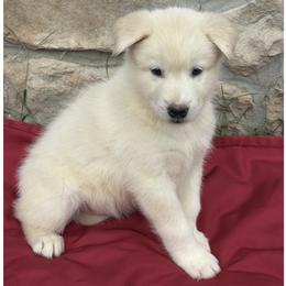 Scrambler - White male Alaskan Malamute puppy in Easton, Maryland from Stars Howl-O Kennels by FurEver Friends Inc
