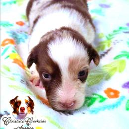 Mallory - Red merle female Miniature Australian Shepherd puppy in Punta Gorda, Florida from Christie's Creekside Aussies