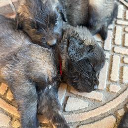 Cash (Red Collar) - Reddish brown male Leonberger puppy in Manchester, Tennessee from Bois D’Arc Leonbergers