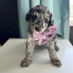 Rose - Blue merle female Bordoodle puppy in Valley Center, California from Circle R Valley Bordoodls