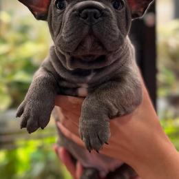 French Bulldogs from Finalstagebulldogs