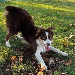 Aussiedoodles and Miniature Australian Shepherds from Braxton’s Buddies