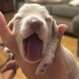 Cash - Cream male Dachshund puppy in Dobson, North Carolina from Oakleys Dachshund Haven
