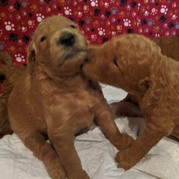 Poodle Puppies from Selene McAleer