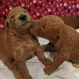 Poodle Puppies from Selene McAleer