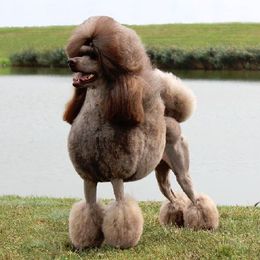 Rod - Poodle