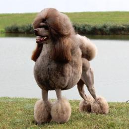 Rod - Poodle