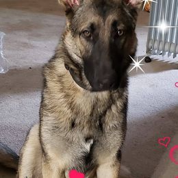 German Shepherds from Charlene Best's German Shepherds