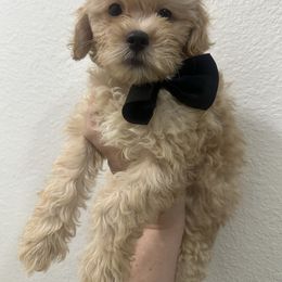 Happy - Apricot male Maltipoo puppy in Victorville, California from Boujeepups