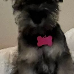 Cockapoos and Miniature Schnauzers from Maple’s Cockapoo's and Libby's Schnauzer Puppies