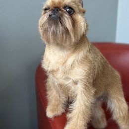 Brussels Griffon All Grown Up from Cinnabar Brussel's Griffons