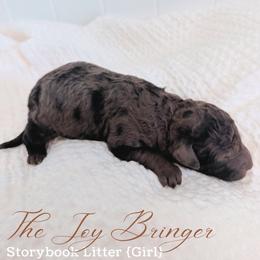 The Joy Bringer - Merle female Goldendoodle puppy in Livermore, Colorado from Heritage Hills Family Doodles