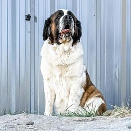 Wrigely - Saint Bernard
