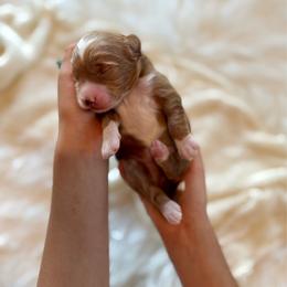 Cannoli boy - Red  male Goldendoodle puppy in Rio Linda, California from Plush Doodles
