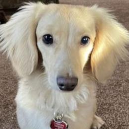 Ami - Dachshund