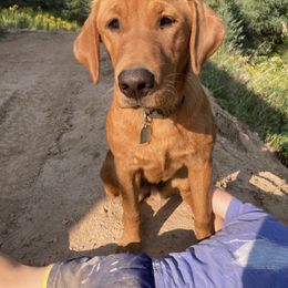 Maple - Labrador Retriever