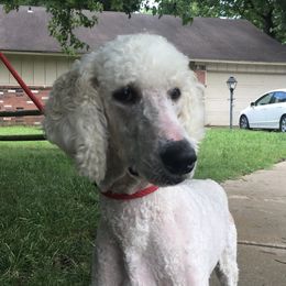Sweetie - Bernedoodle