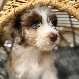 Nova - Red merle female Aussiedoodle puppy in Pomona, California from Socal Aussiedoodles