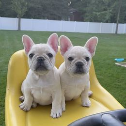 French Bulldog Puppies from The Midwest Frenchies
