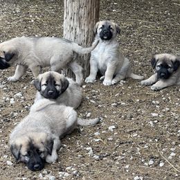 Anatolian Shepherd Dog Puppies from Smithville Hay Livestock Guardian Dogs