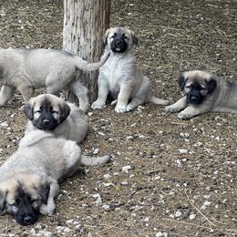 Anatolian Shepherd Dog Puppies from Smithville Hay Livestock Guardian Dogs