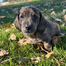 Beta - Brindle male Dachshund puppy in Shelley, Idaho from Journey’s End Dachshunds