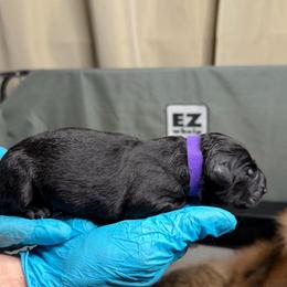 Purple - Black female German Shepherd puppy in Tennessee from Chattanooga Tn German Shepherds