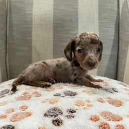 Mabel - Dapple female Dachshund puppy in Temple, Texas from Brit’s Doxie Crossing