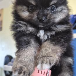 Claire - Black and tan parti female Pomeranian puppy in Billings, Montana from Magic City Poms