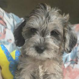 Chandler ( green collar) - Merle male Schnoodle puppy in Novinger, Missouri from Stormi Sky Schnoodles