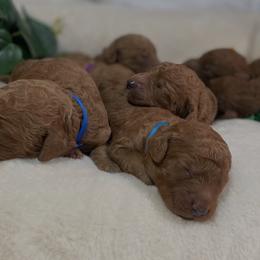 Goldendoodles from BlueCopper Doodles