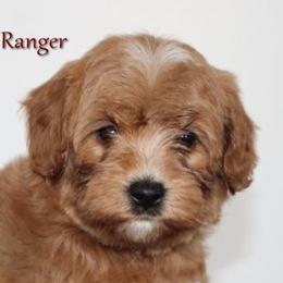 Ranger - Red  male Goldendoodle puppy in Fredericksburg, Ohio from Timshell Farm Specialty Crossbreed Puppies