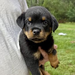 Delilah - Black and mahogany female Rottweiler puppy in Gloster, Mississippi from Mississippi Rottweilers
