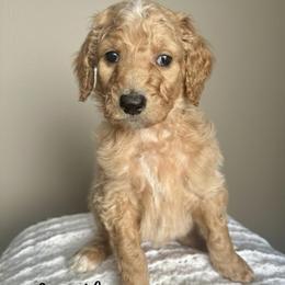 Sprinkles - Apricot female Goldendoodle puppy in Taylorsville, North Carolina from Doggone Dixie Doodles
