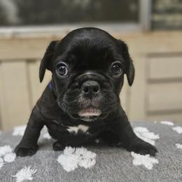 Mouse - Black and white male French Bulldog puppy in Bend, Oregon from High Lakes Frenchies