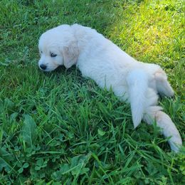 Australian Shepherd, Golden Retriever, and Mastiff Puppies from Barking Creek Ranch