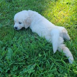 Australian Shepherd, Golden Retriever, and Mastiff Puppies from Barking Creek Ranch
