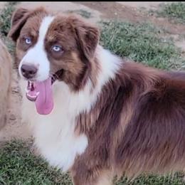 Finn/Finley - Australian Shepherd