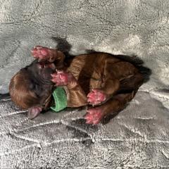 Pistachio - Wheaten male Whoodle puppy in Gladewater, Texas from Kalin’s K9s