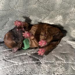 Pistachio - Wheaten male Whoodle puppy in Gladewater, Texas from Kalin’s K9s