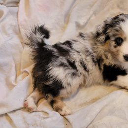 Miniature Australian Shepherds from Wispy Hollow Mini Aussies