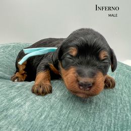Inferno - Phantom male Bernedoodle puppy in Sunman, Indiana from Brunsman Country Doodles LLC