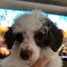 Dubai - Phantom male Poodle puppy in Huntsville, Alabama from Flint River Poodles