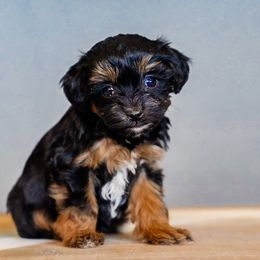 Bernedoodle, Goldendoodle, Poodle, Schnoodle, and Sheepadoodle Puppies from Boise Doodle Co.