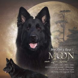Moon - German Shepherd